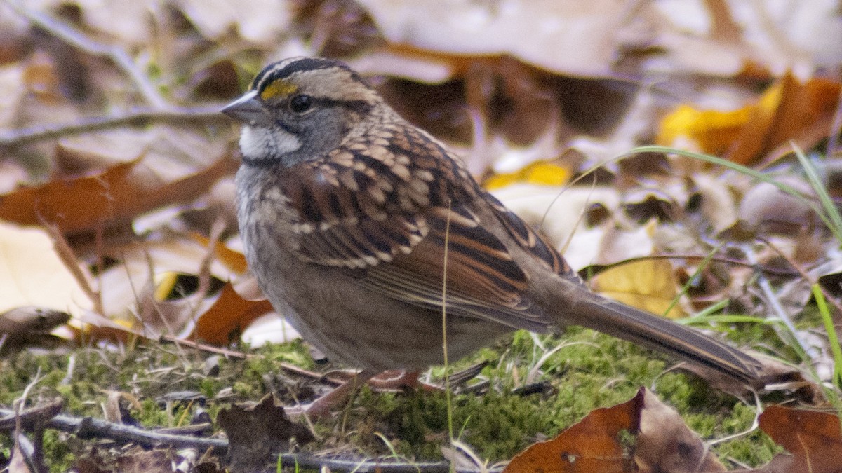 White-throated Sparrow - ML122756161