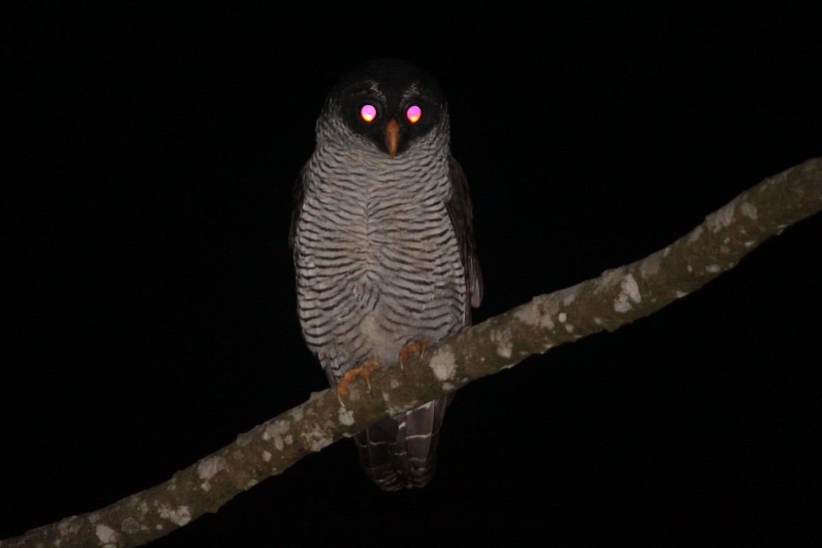 Black-and-white Owl - Alegría Sotomayor