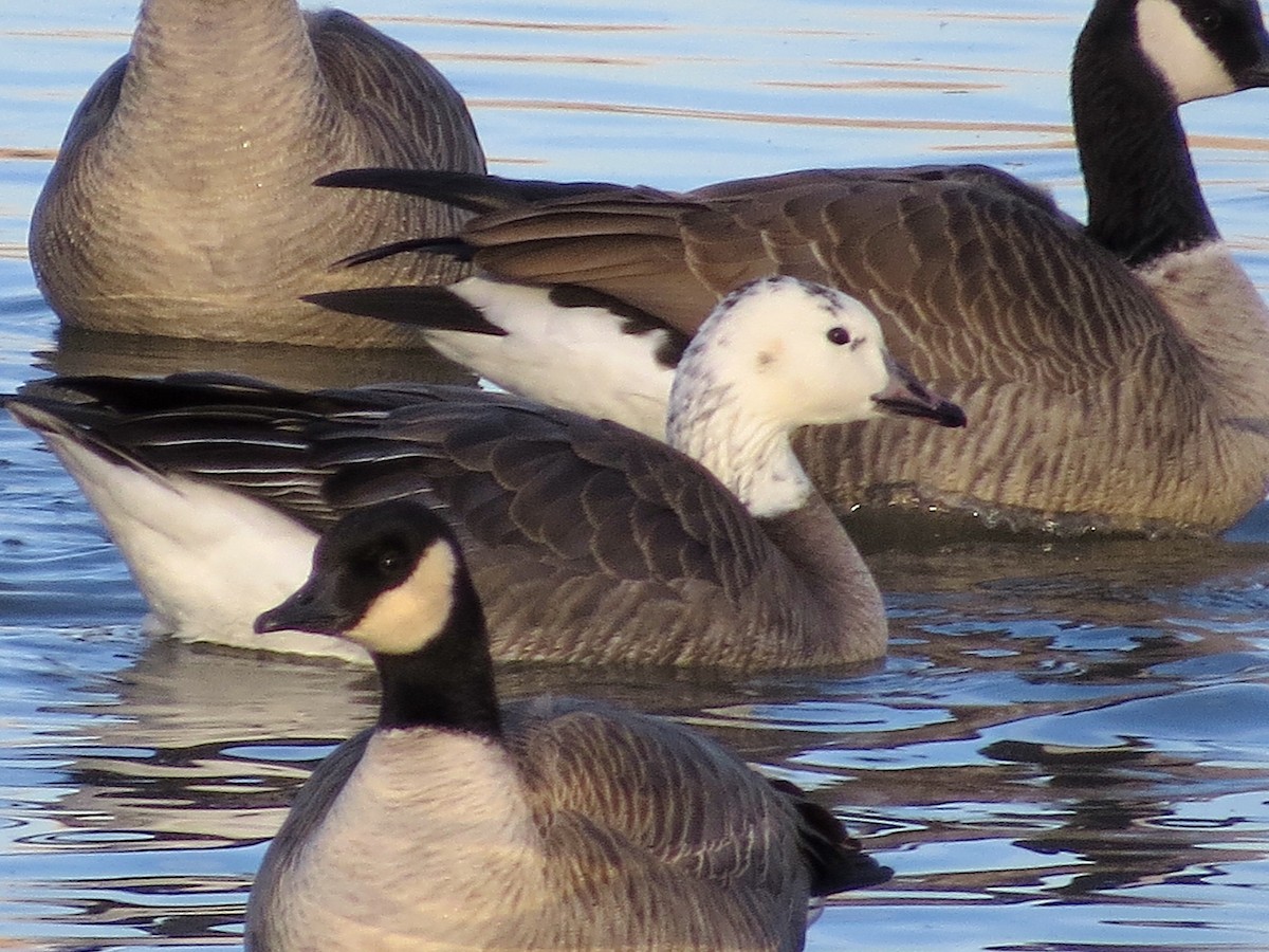 Snow/Ross's x Cackling/Canada Goose (hybrid) - Ted Floyd