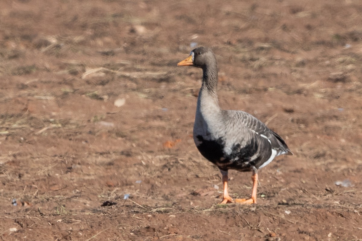 Greater White-fronted Goose - ML122758691