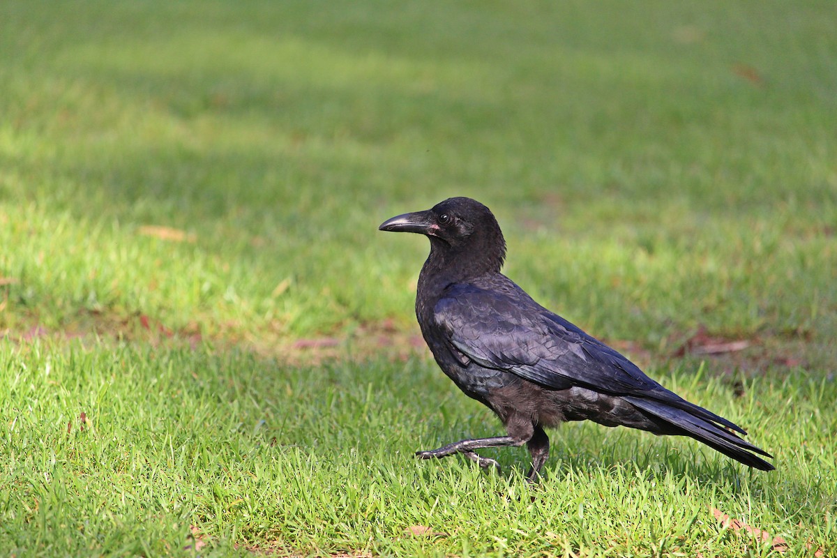 Australian Raven - Kent Warner