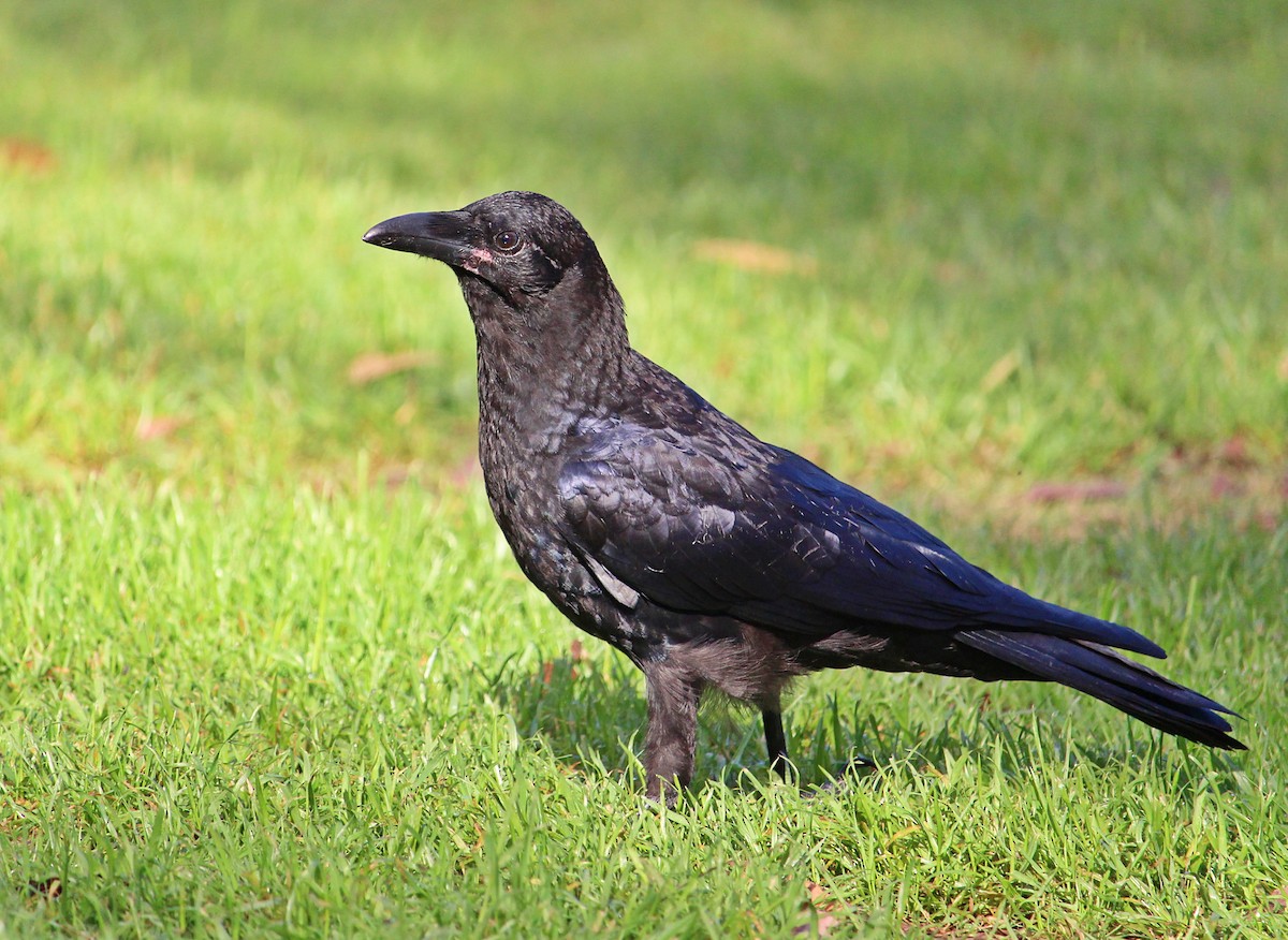Australian Raven - ML122759031