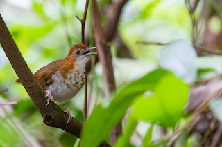 Thrush Babbler - Illadopsis turdina - Birds of the World