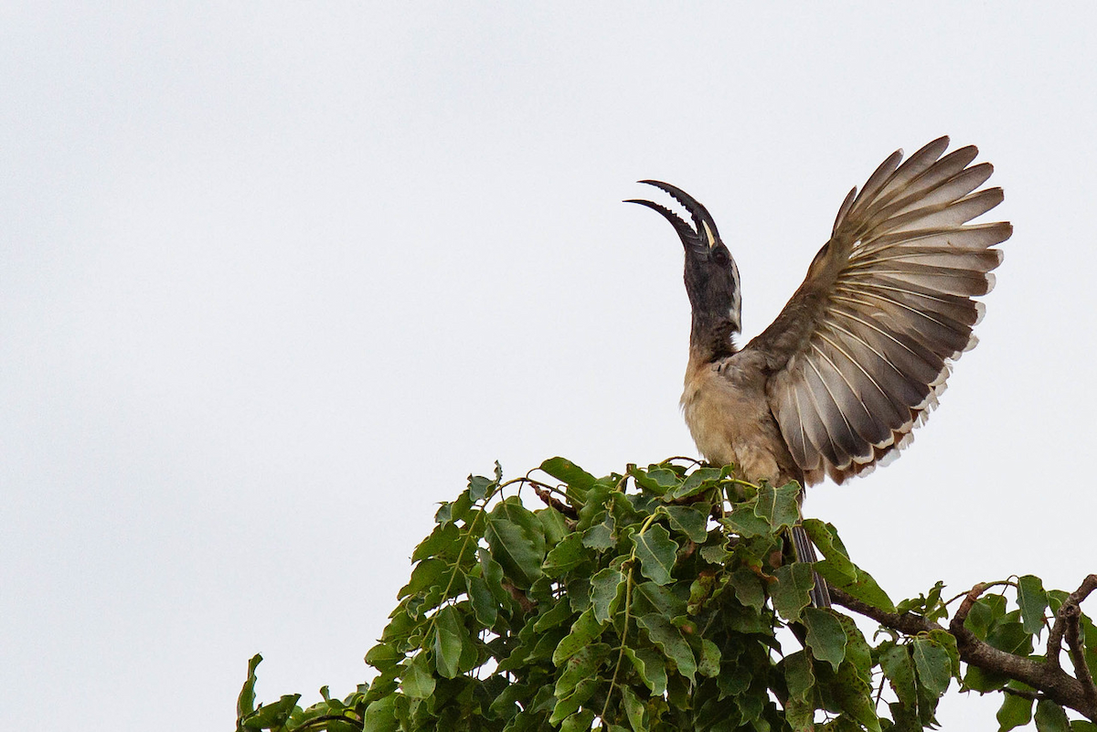 African Gray Hornbill - Robert Tizard