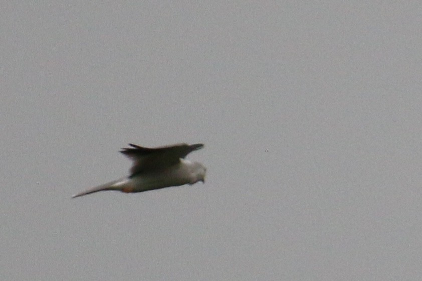 White-tailed Kite - ML122763311