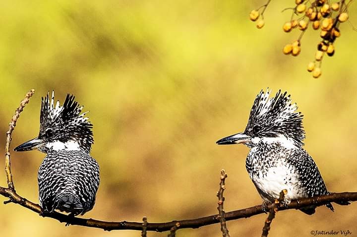 Crested Kingfisher - Jatinder Vijh