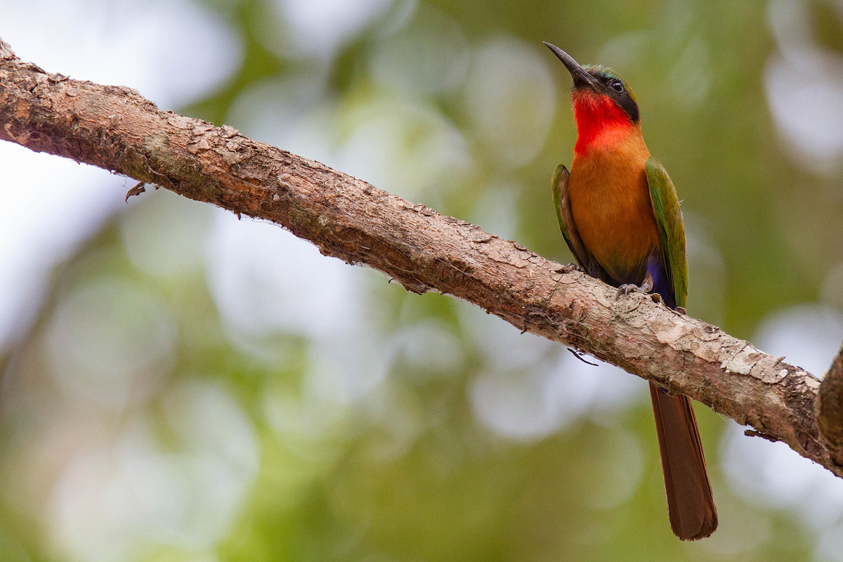 Red-throated Bee-eater - ML122764701