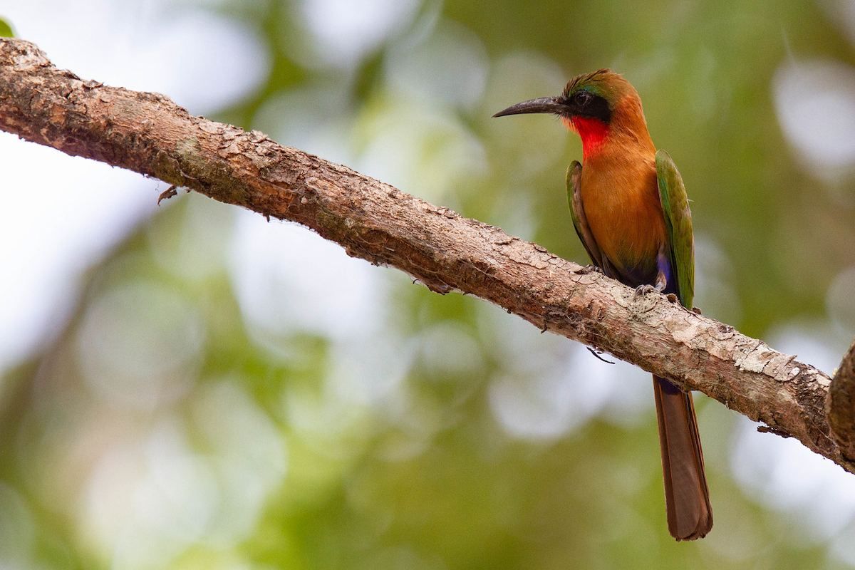 Red-throated Bee-eater - ML122764761