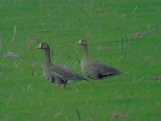 Greater White-fronted Goose, ML122766721