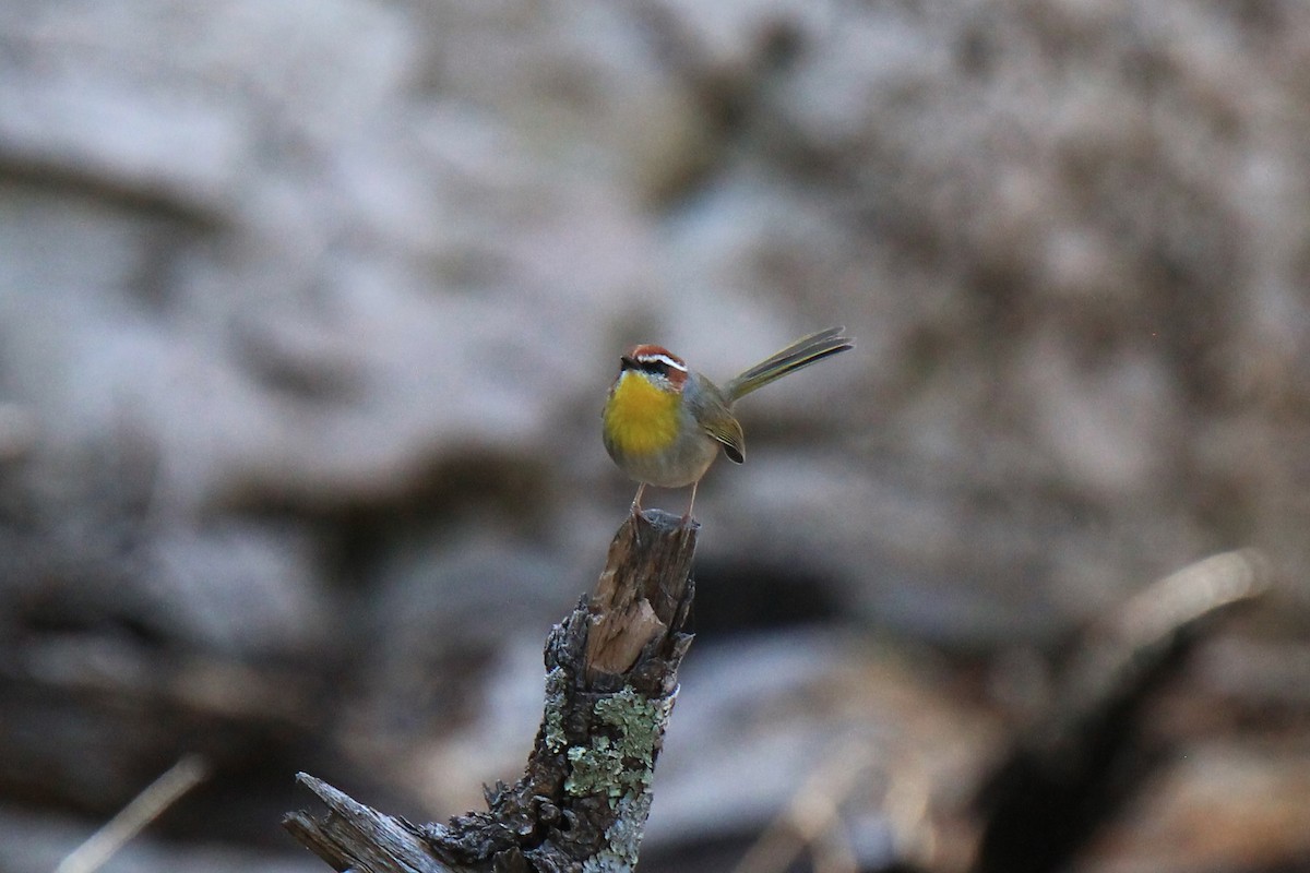 Rufous-capped Warbler - ML122771771