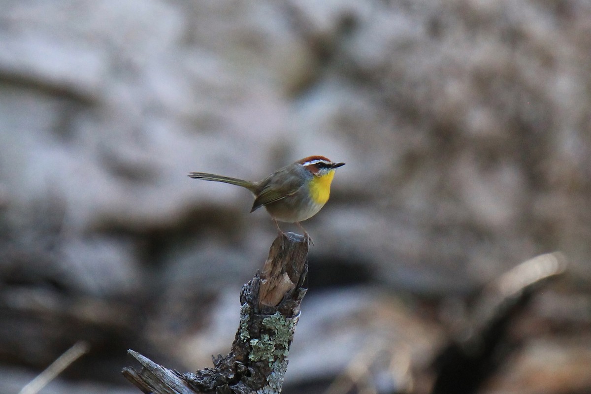 Rufous-capped Warbler - ML122771841