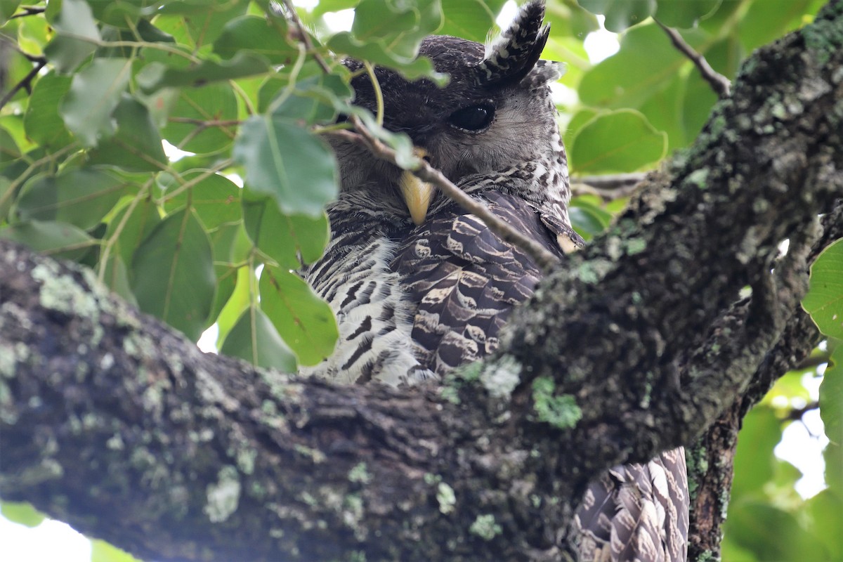 Spot-bellied Eagle-Owl - VIJAY S