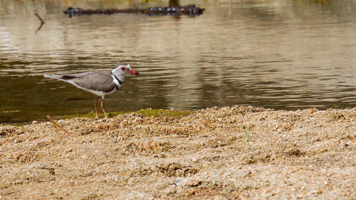 Three-banded Plover - ML122773721