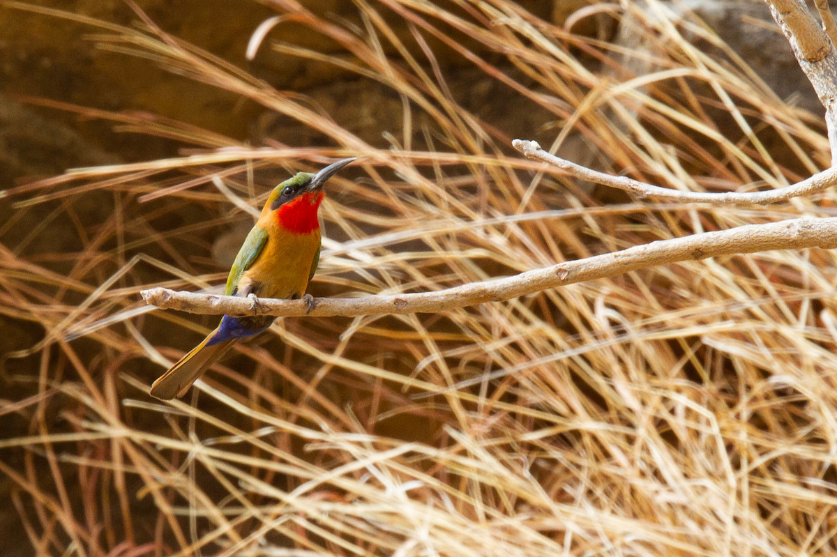 Red-throated Bee-eater - Robert Tizard