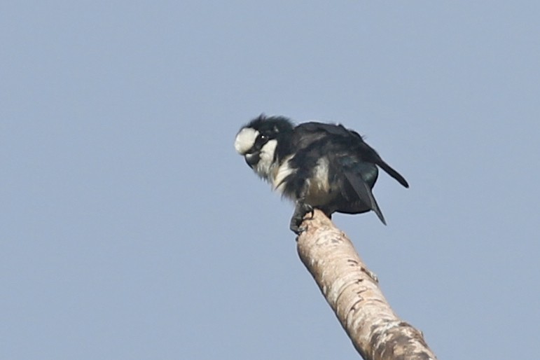 White-fronted Falconet - Charley Hesse TROPICAL BIRDING