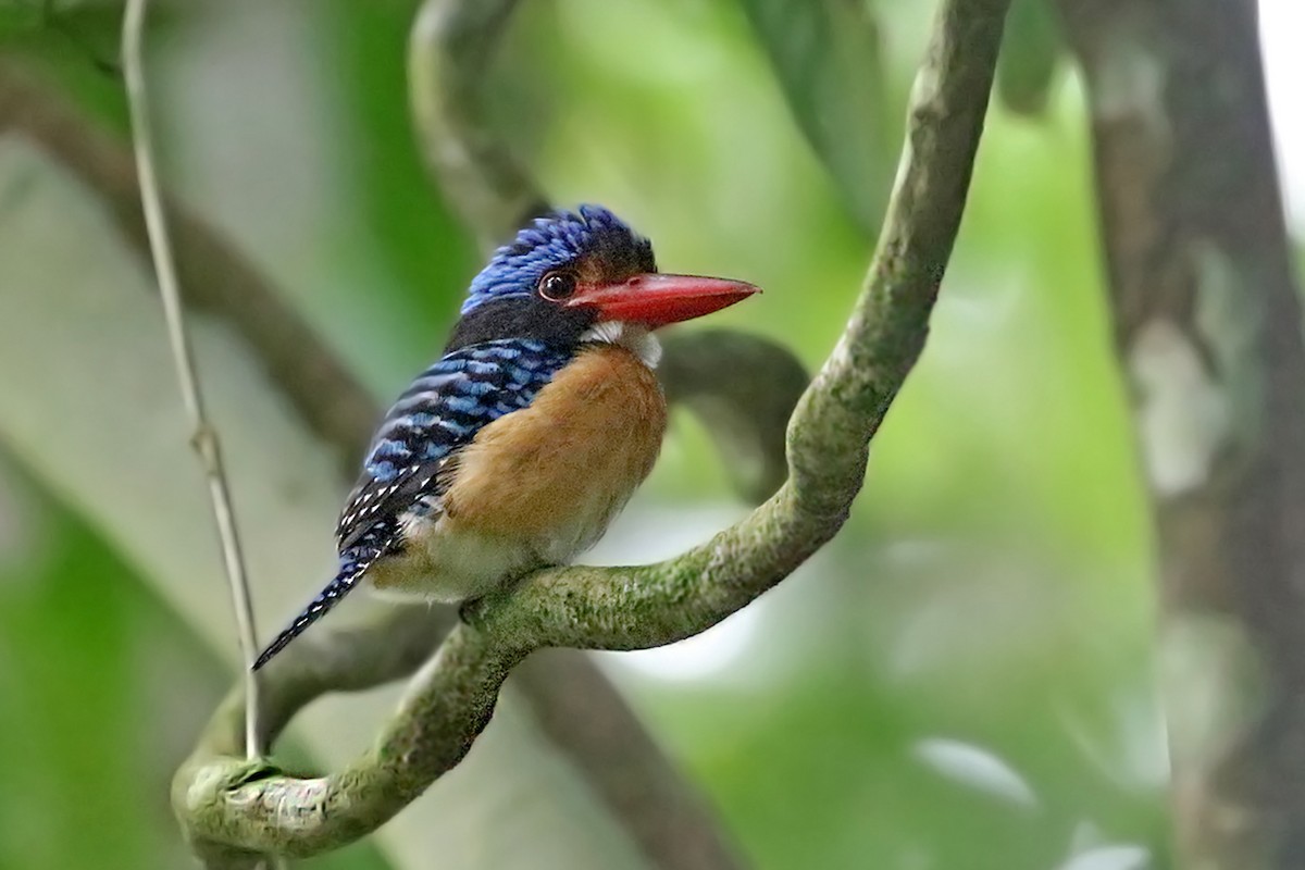 Banded Kingfisher (Black-faced) - Charley Hesse TROPICAL BIRDING