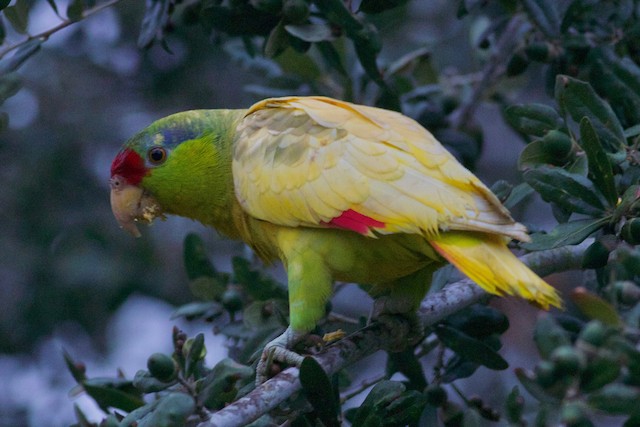 Xanthochromatic Red-crowned Parrot. - Red-crowned Parrot - 