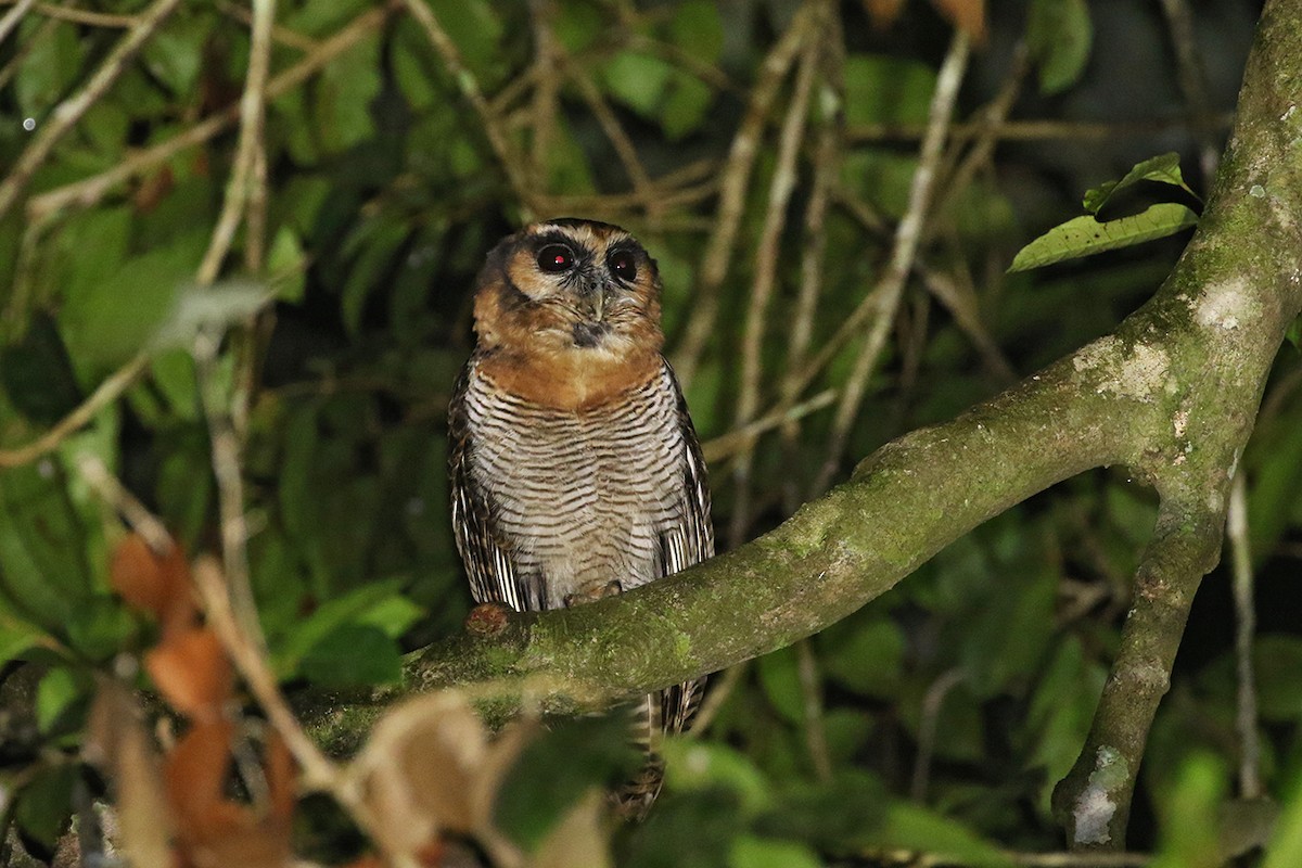 Brown Wood-Owl - Charley Hesse TROPICAL BIRDING