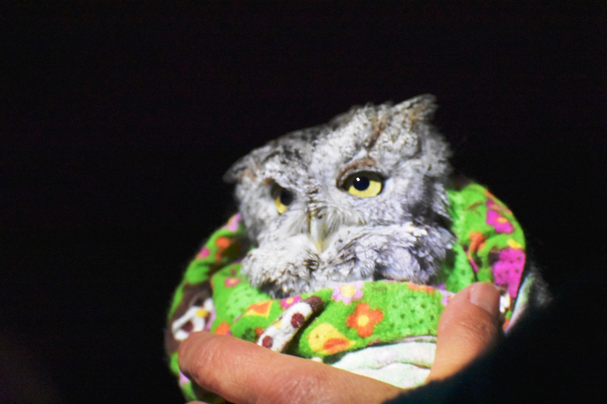 Eastern Screech-Owl - Katy Banning