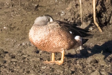 Blue-winged Teal - ML122782551