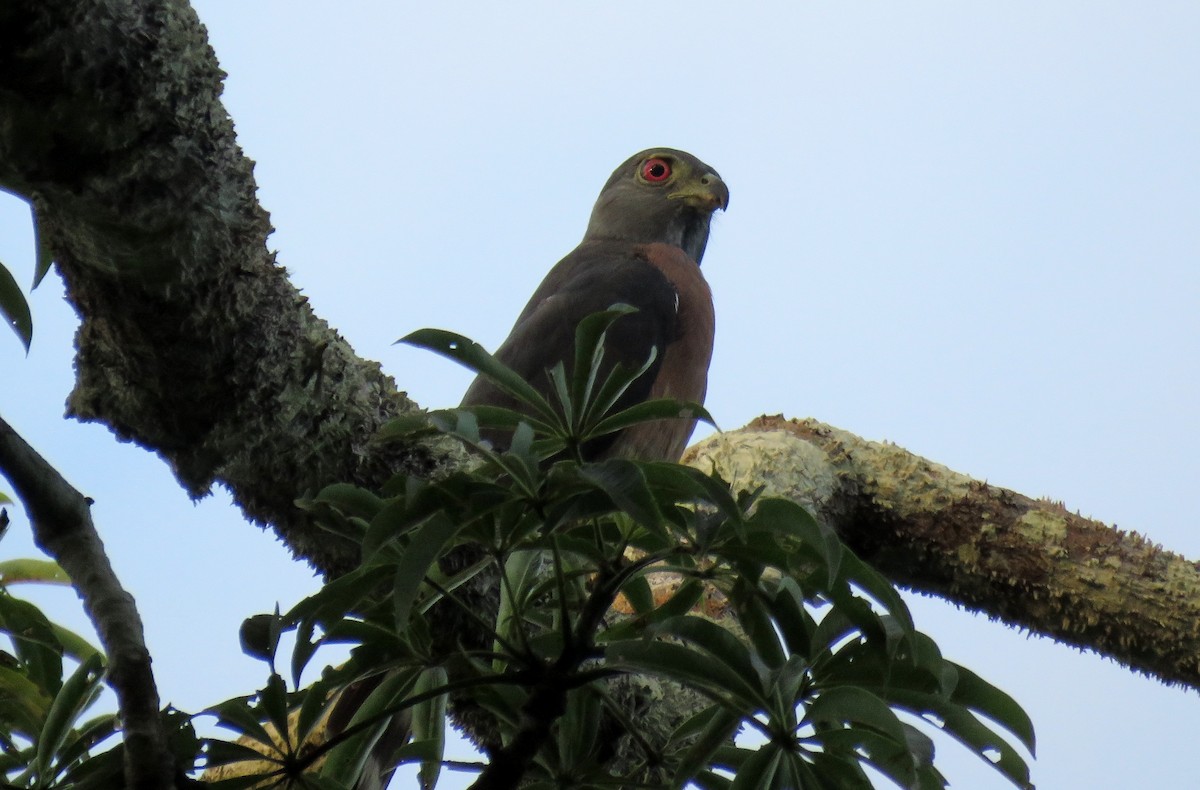 Double-toothed Kite - ML122782901