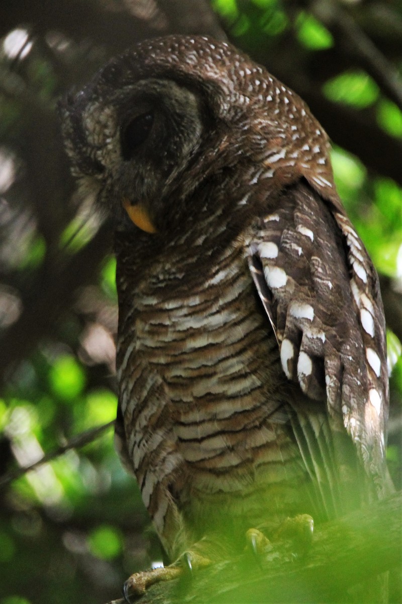 African Wood-Owl - ML122783521