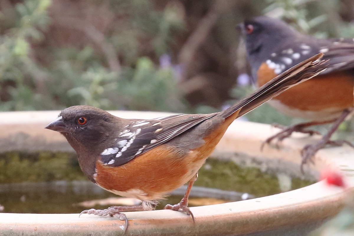 Spotted Towhee - ML122786341