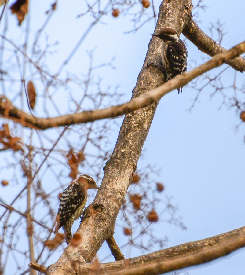 Brown-capped Pygmy Woodpecker - Arun Varghese