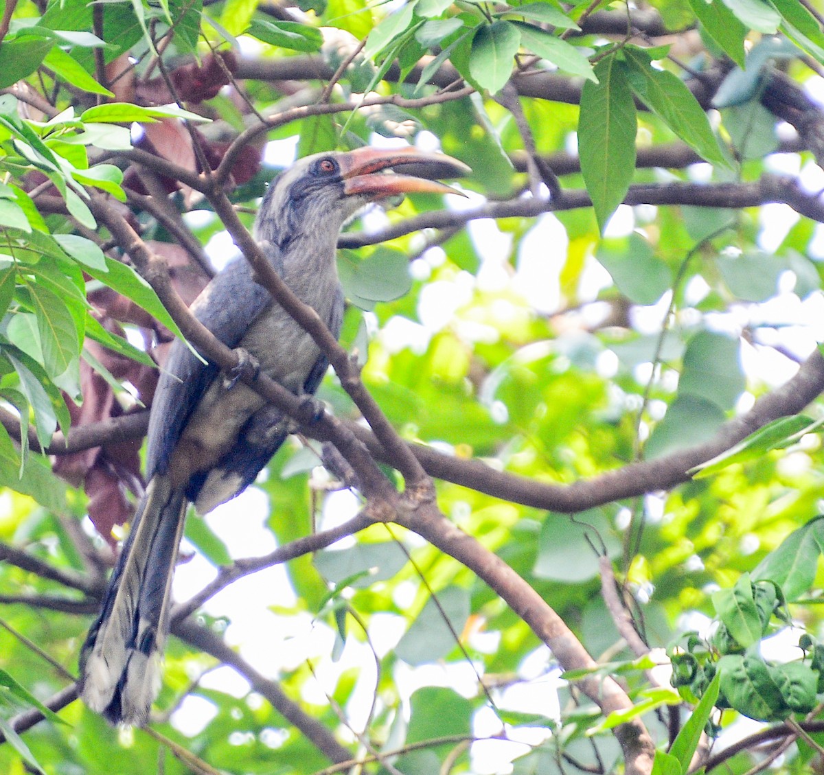 Malabar Gray Hornbill - Arun Varghese
