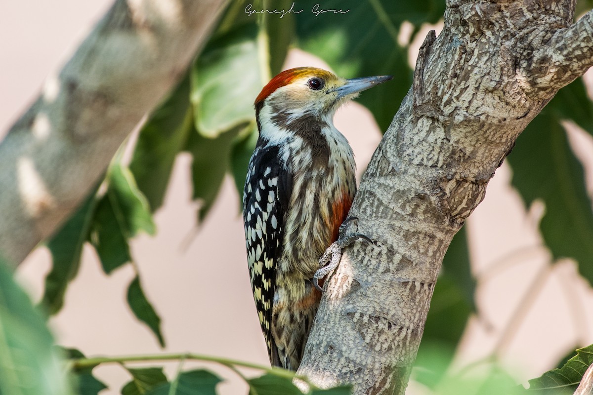 Yellow-crowned Woodpecker - Ganesh Gore