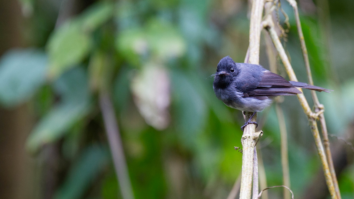 White-bellied Crested Flycatcher (White-bellied) - ML122793641