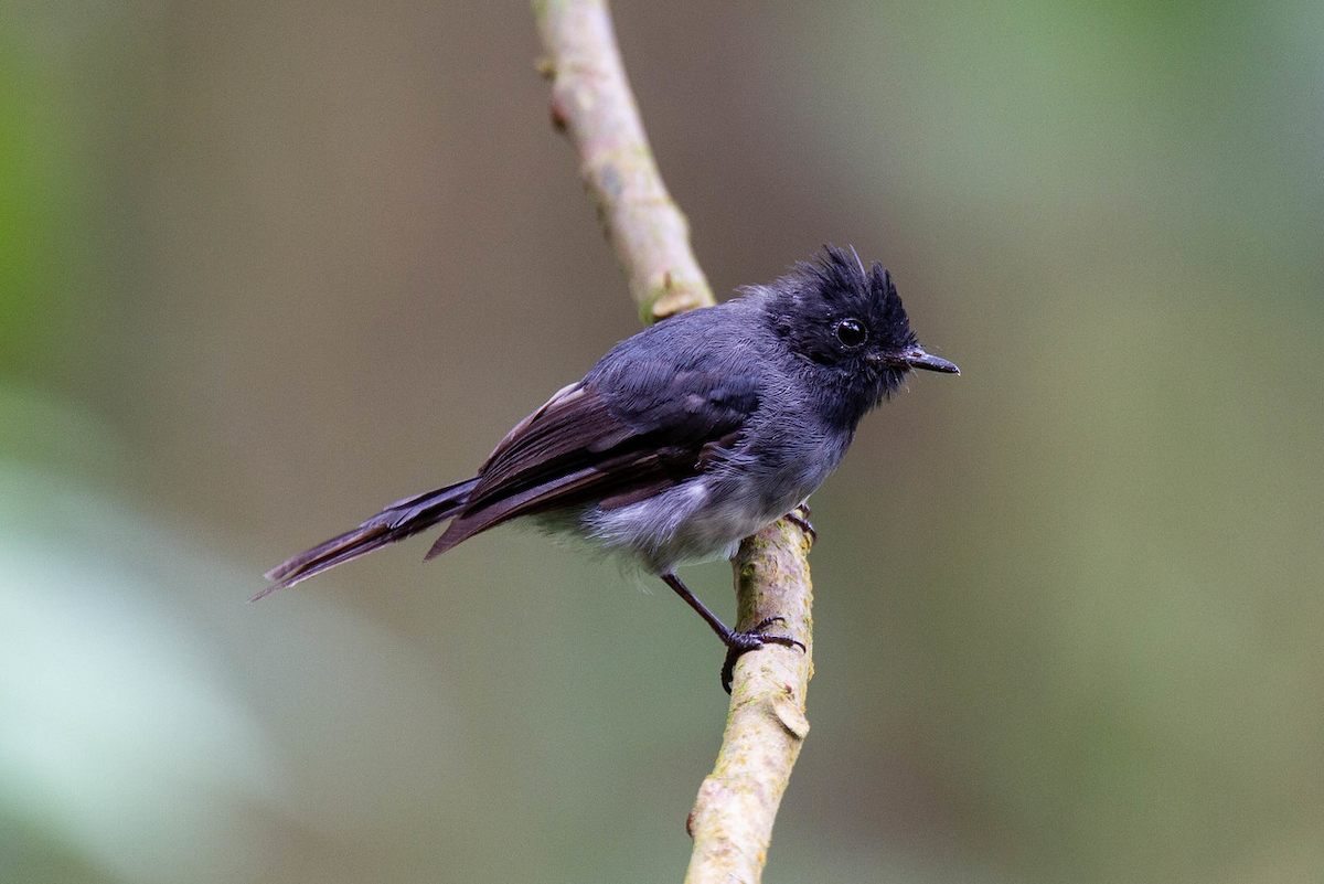 White-bellied Crested Flycatcher (White-bellied) - Robert Tizard