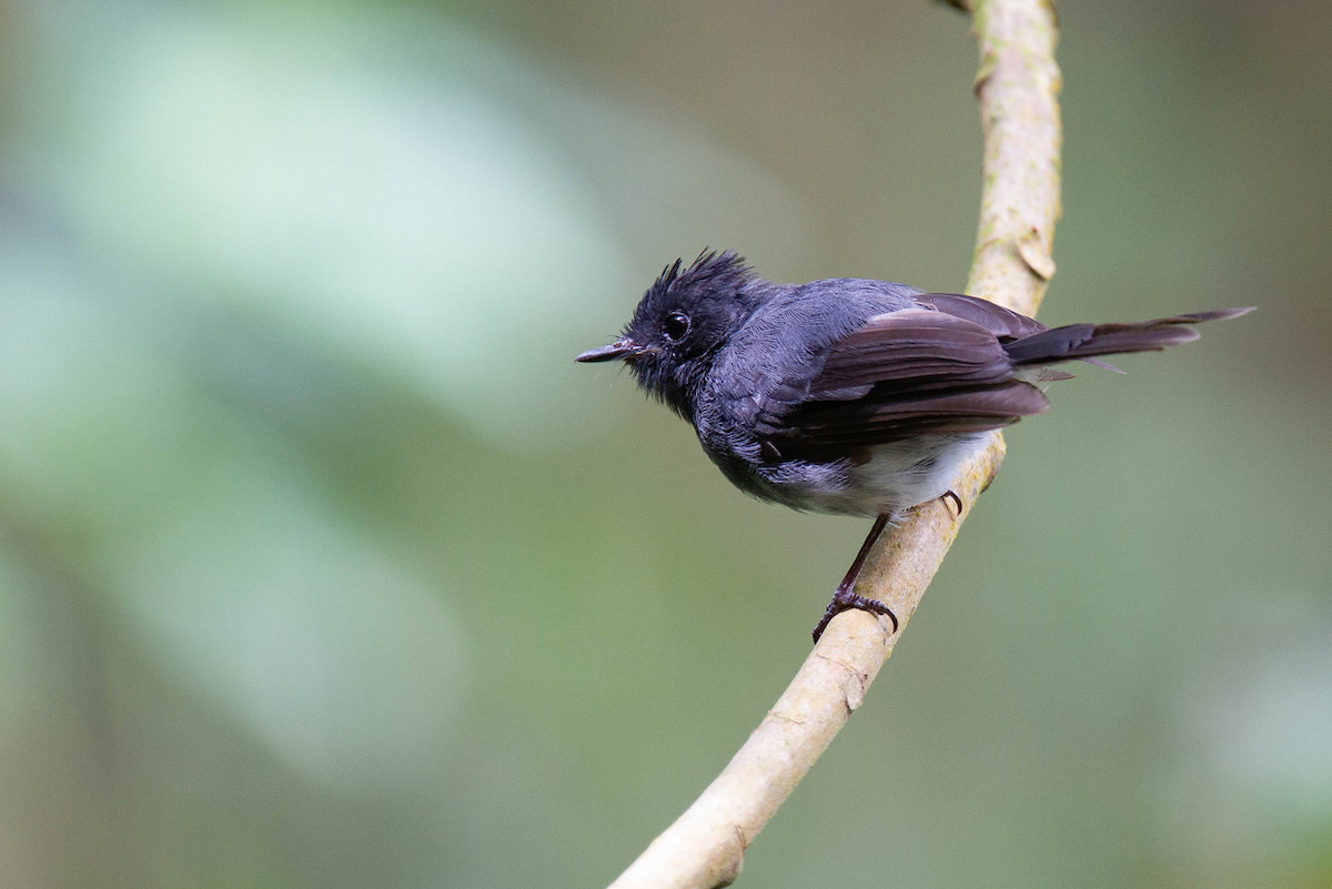 White-bellied Crested Flycatcher (White-bellied) - ML122793701