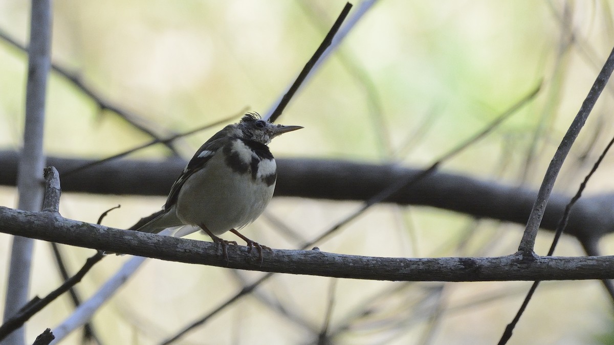 Forest Wagtail - ML122794551