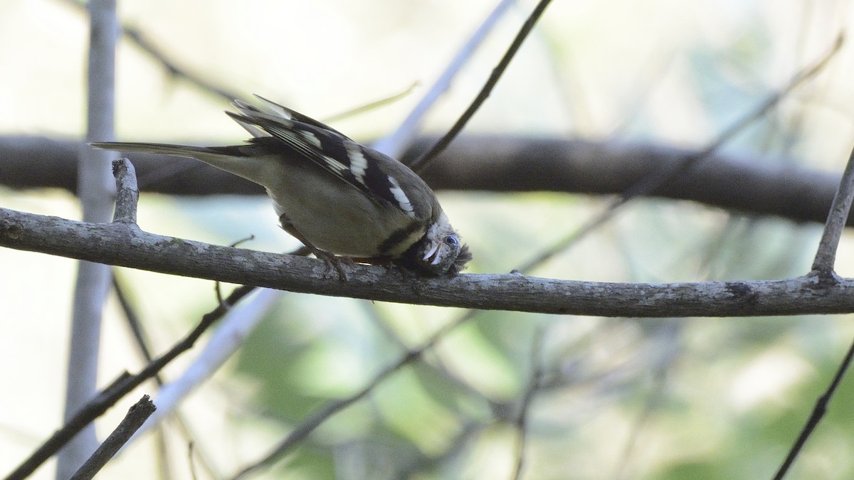 Forest Wagtail - ML122794561