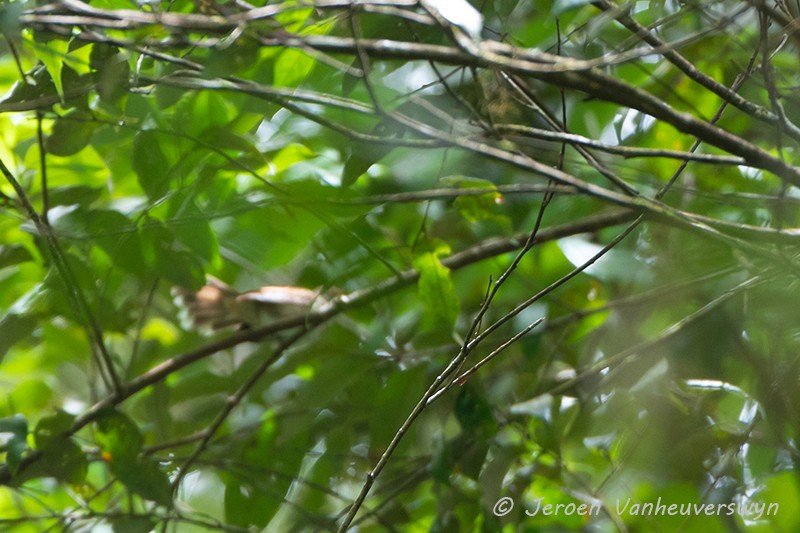 Rufous-backed Fantail - ML122796201