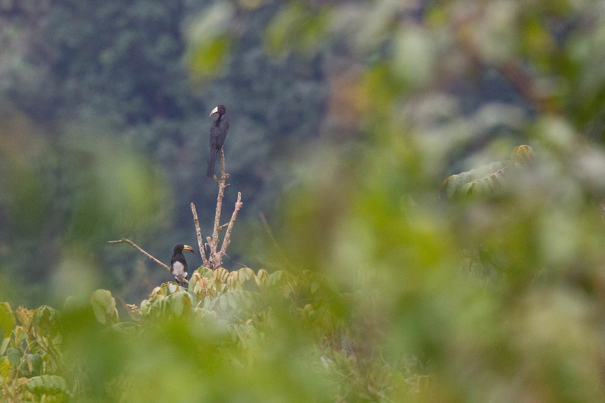 Congo Pied Hornbill - Robert Tizard