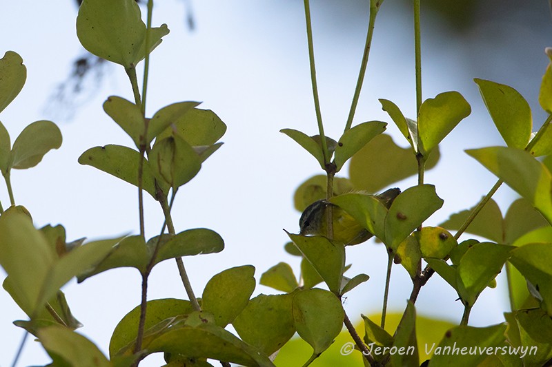 Island Leaf Warbler (New Guinea) - ML122796401