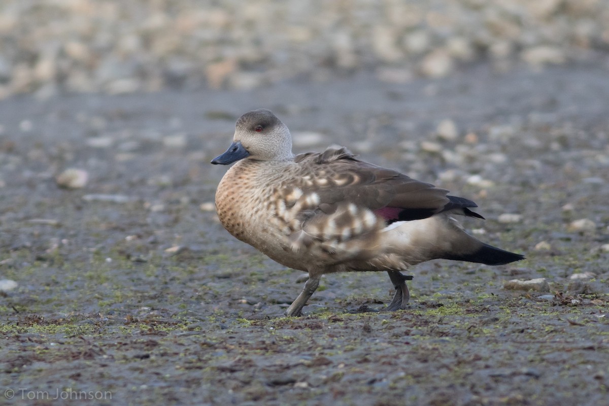 Crested Duck - ML122796651
