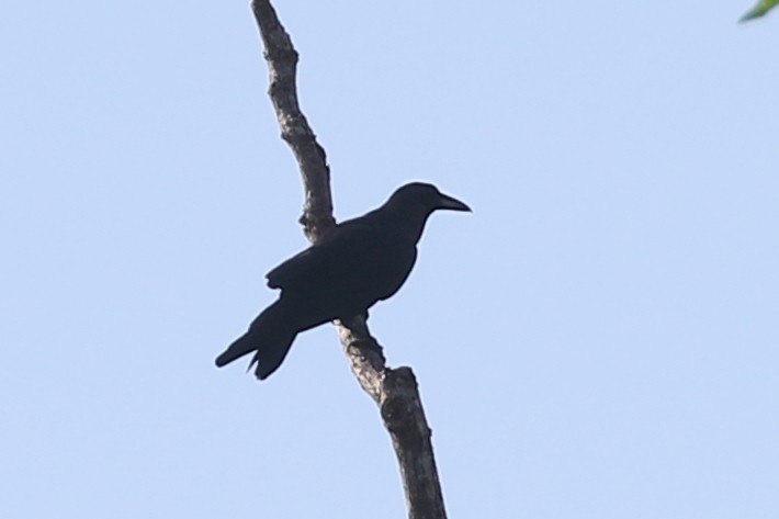 Slender-billed Crow (Sunda) - Charley Hesse TROPICAL BIRDING