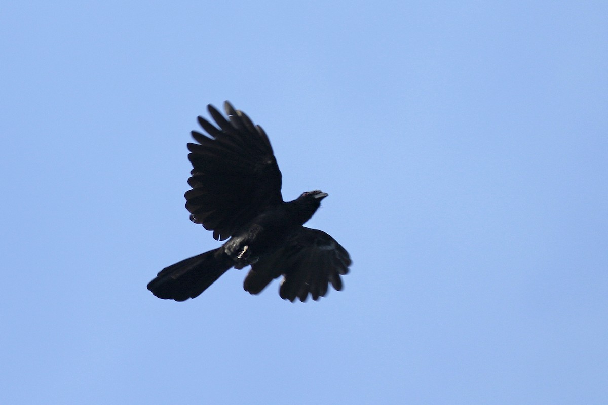 Black Magpie (Bornean) - ML122802381
