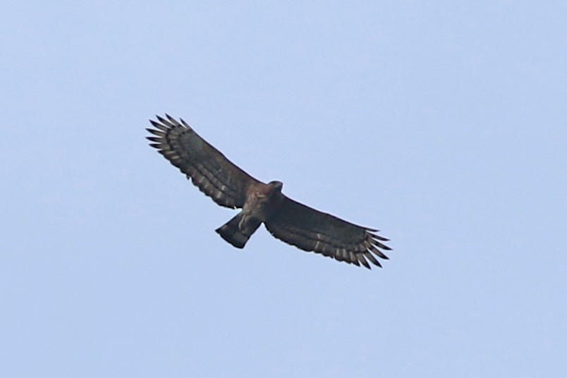 Wallace's Hawk-Eagle - Charley Hesse TROPICAL BIRDING