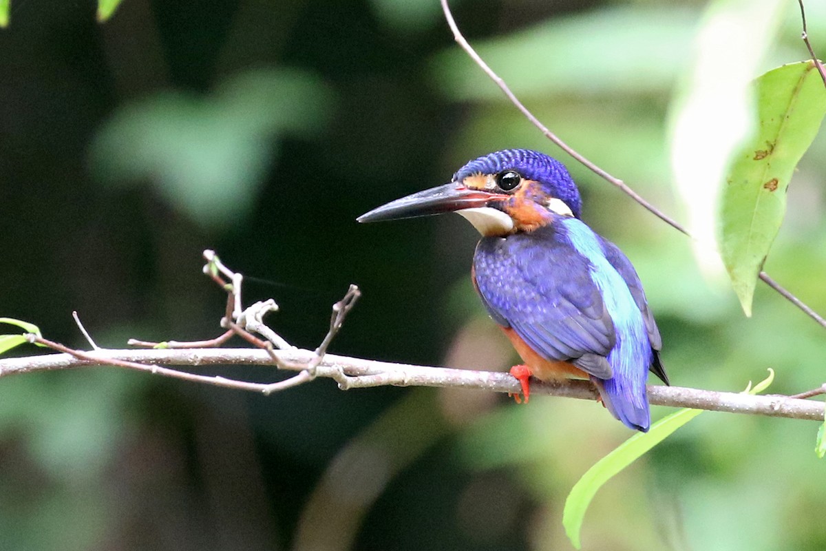 Blue-eared Kingfisher - ML122802491