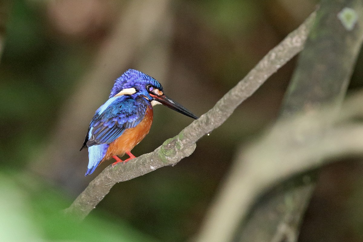 Blue-eared Kingfisher - ML122802571
