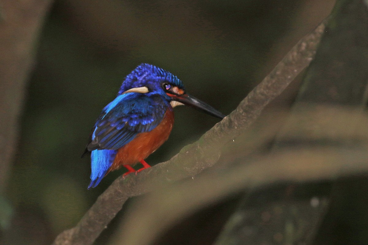 Blue-eared Kingfisher - Charley Hesse TROPICAL BIRDING