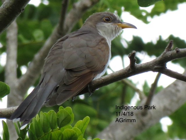 Yellow-billed Cuckoo - Amy Grimm