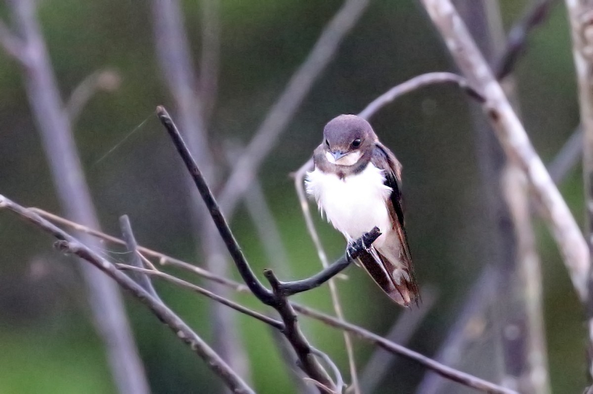 Barn Swallow - Charley Hesse TROPICAL BIRDING