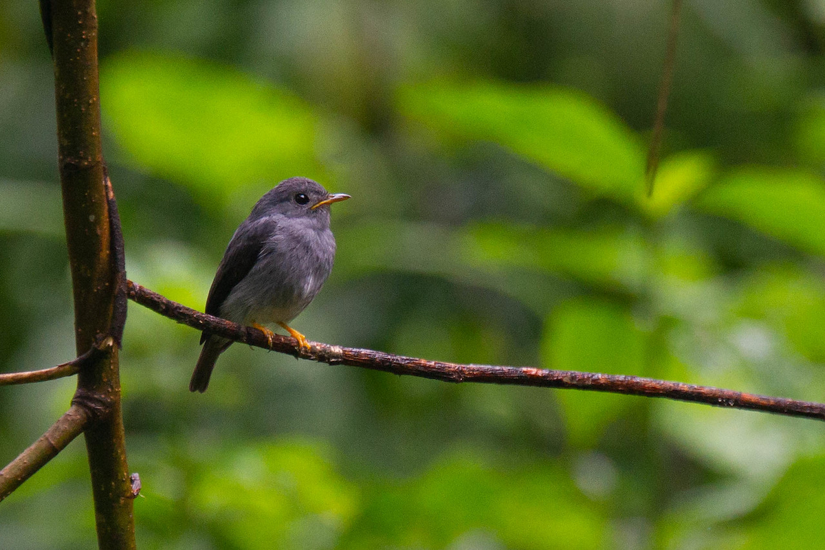 Yellow-footed Flycatcher - ML122803741