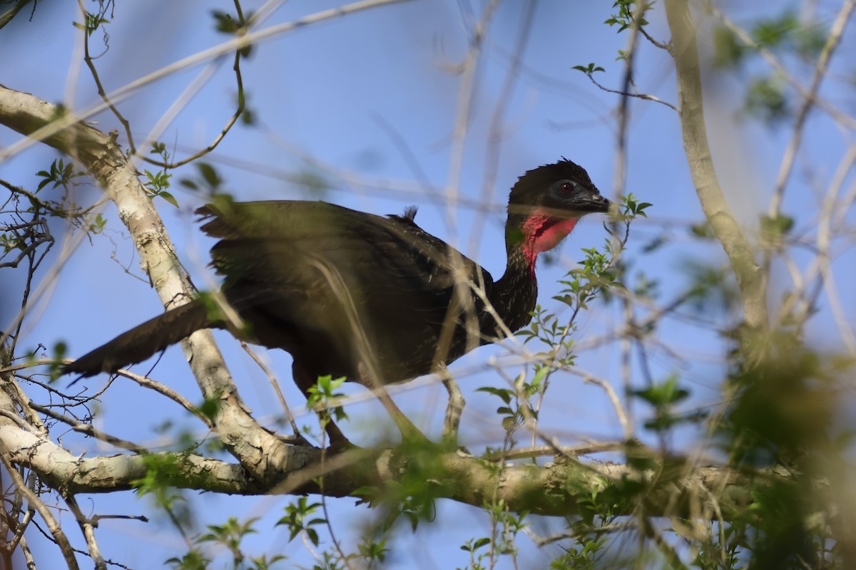 Crested Guan - Luis Guillermo
