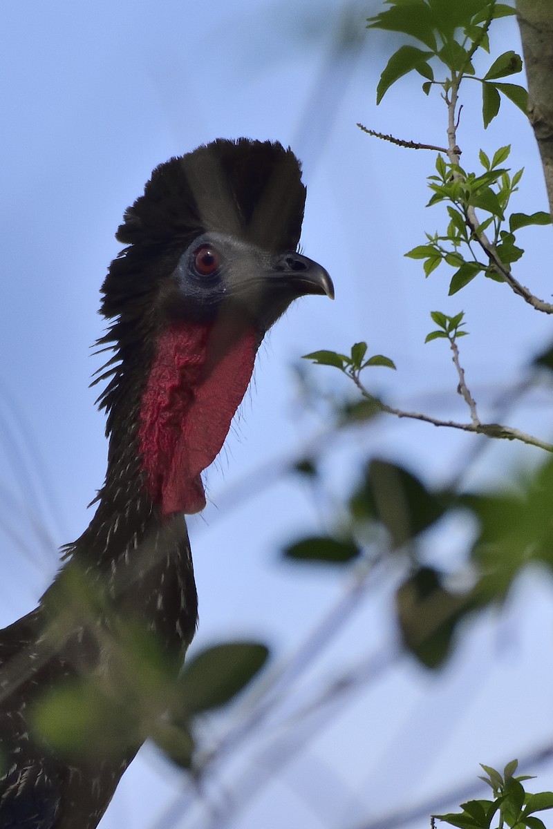 Crested Guan - Luis Guillermo